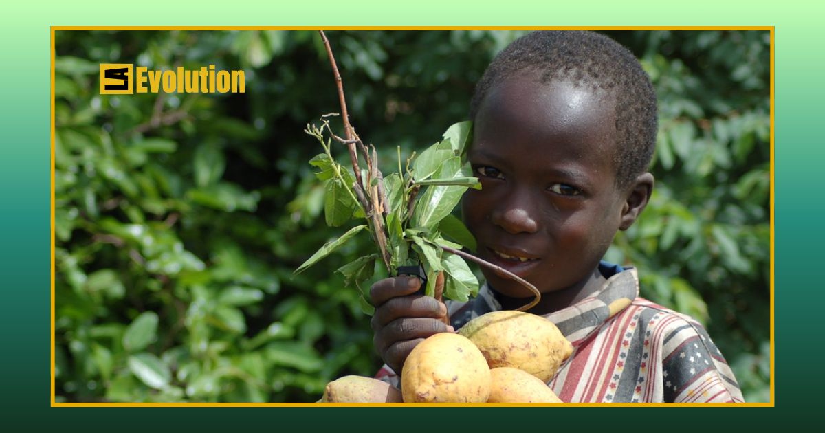 Shea Butter: Leveraging Nature’s Golden Gift